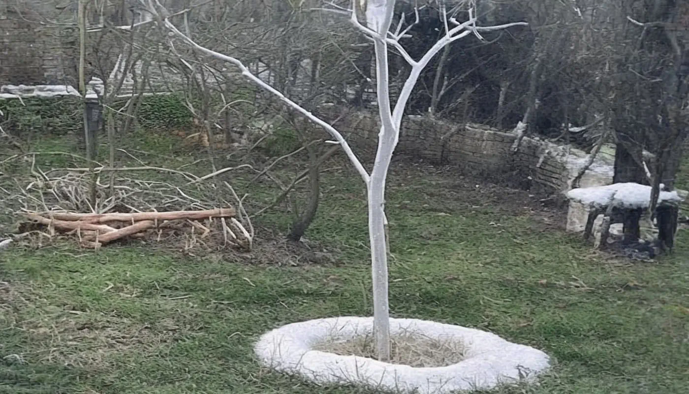 cerclage des arbres a la cendre