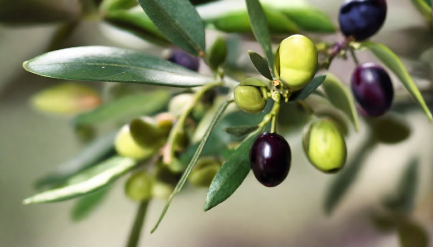 olive verte versus noire, le match