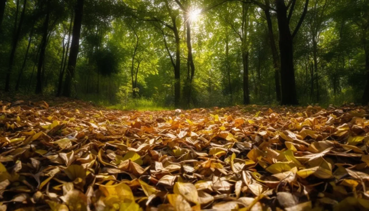 une clairiere de feuilles