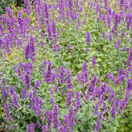 La Cataire, herbe à chat et anti insecte