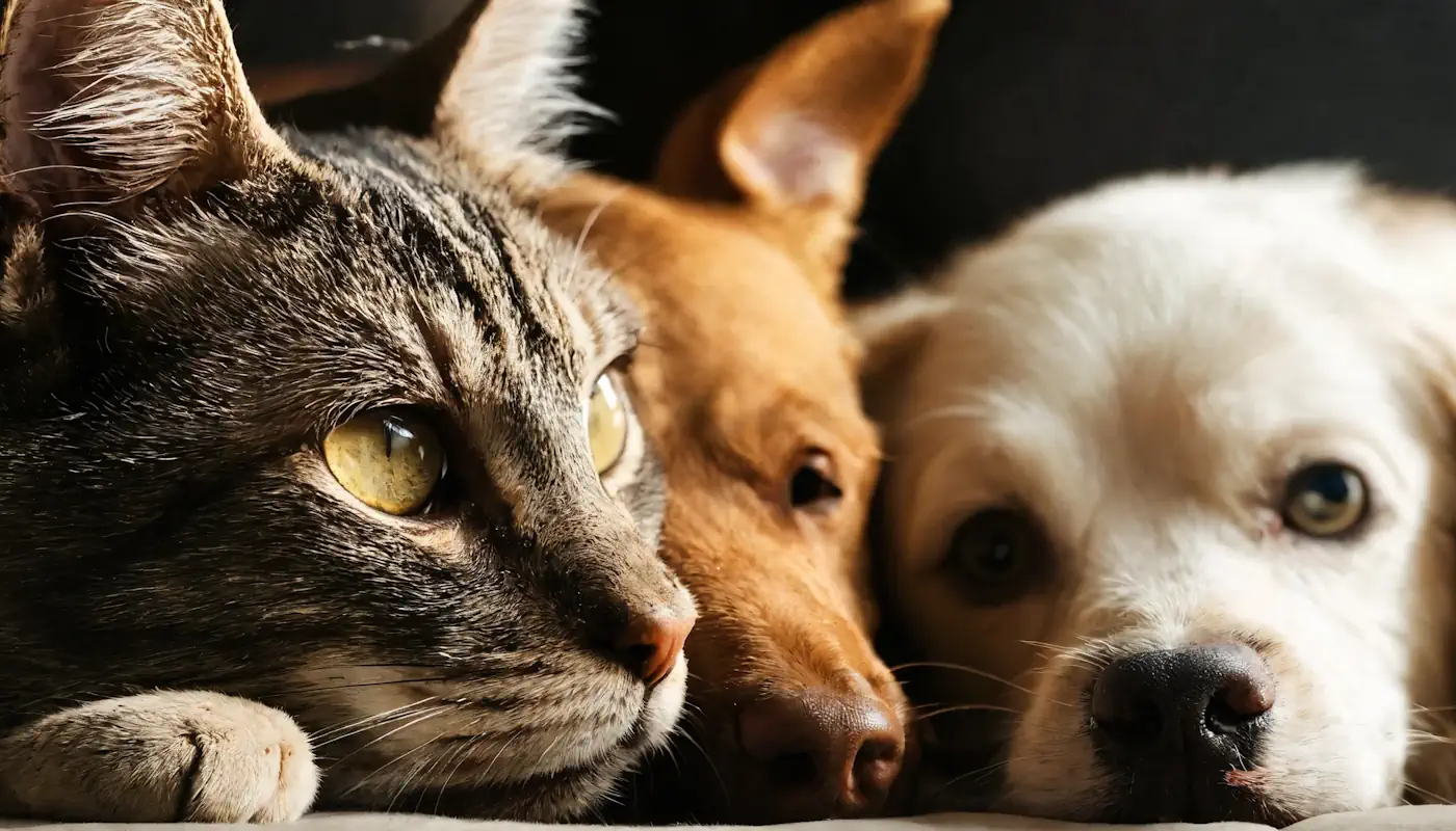 chat et chien