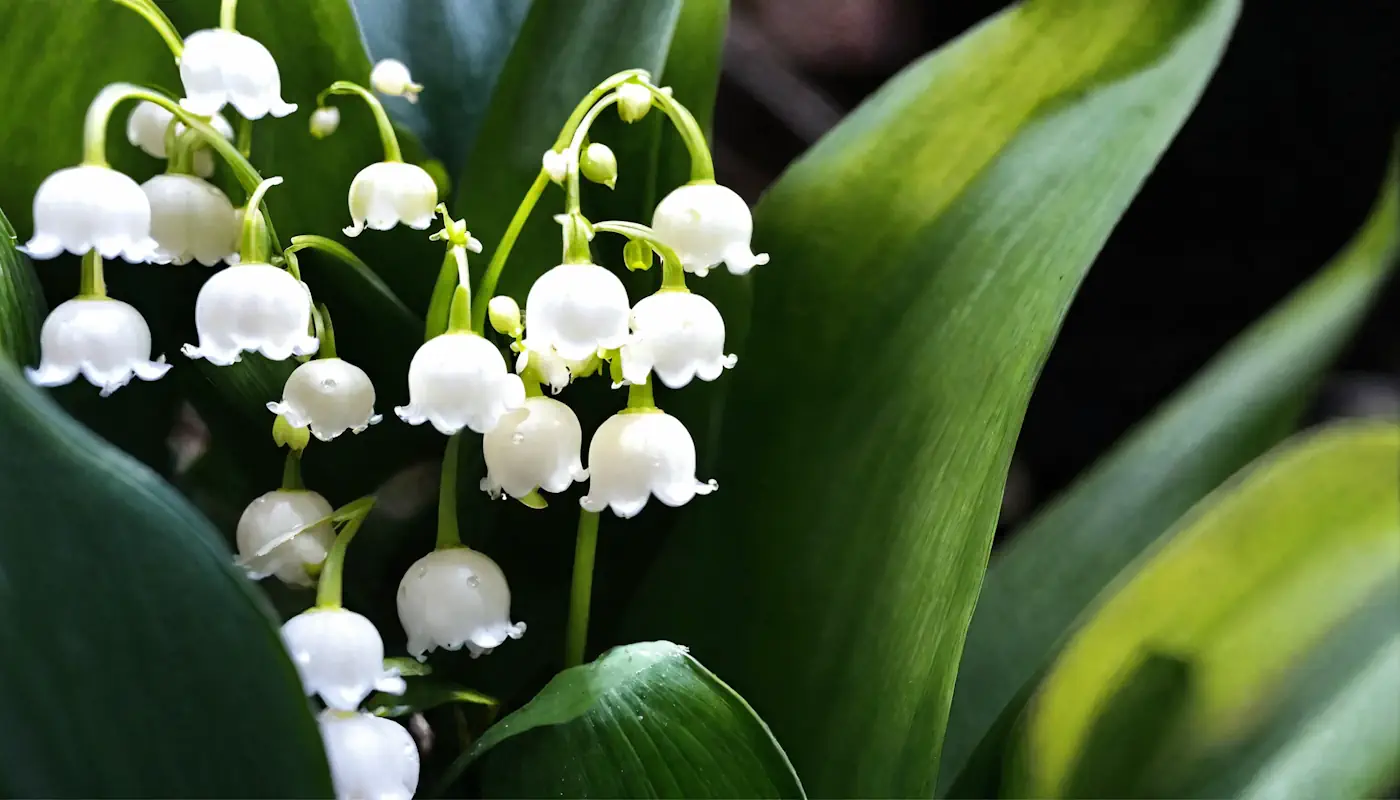 muguet