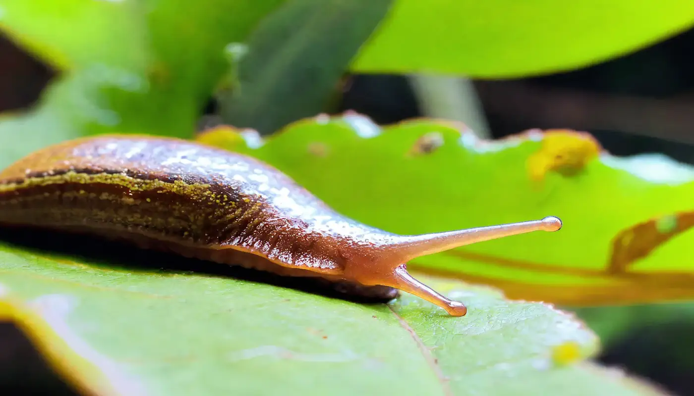 les limaces nuisibles au potager