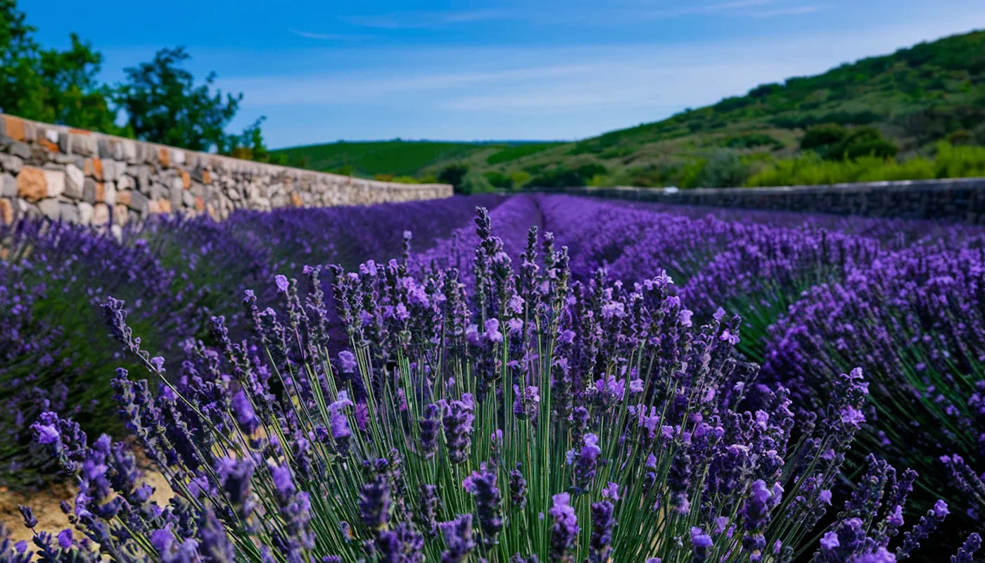 Guide Complet pour la Taille de la Lavande : Assurez une Floraison Abondante et une Plante en Santé