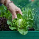 La culture de salade en jardinière va changer votre vie !