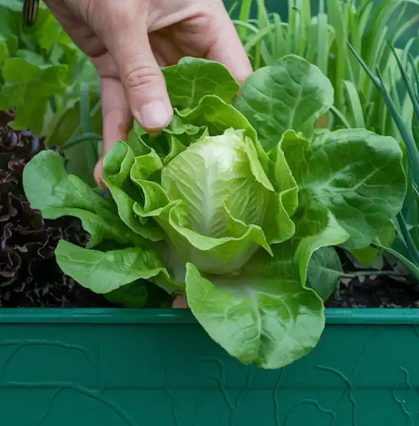 La laitue romaine, avec ses têtes compactes et ses feuilles croquantes