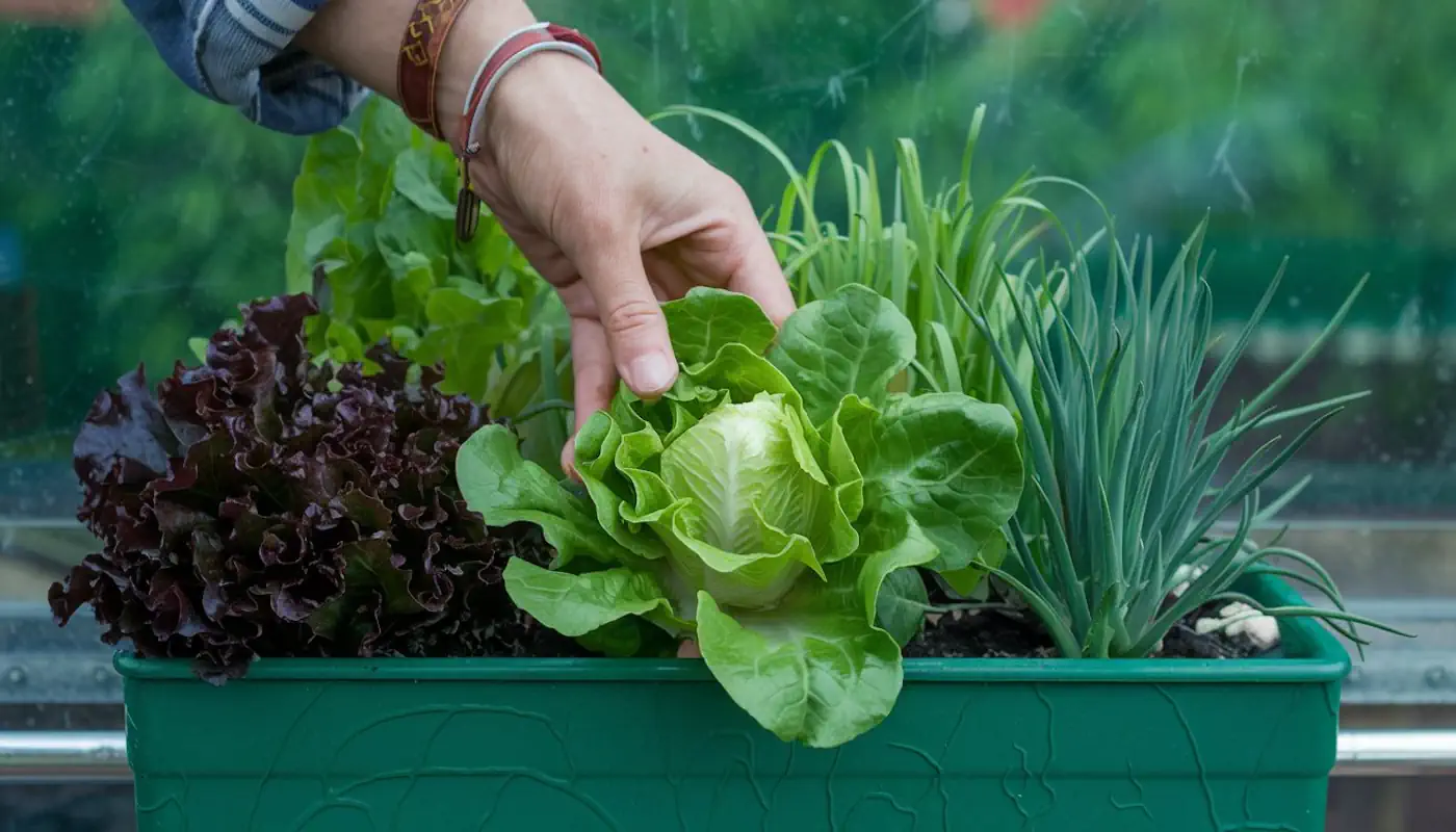 La culture de salade en jardinière va changer votre vie !