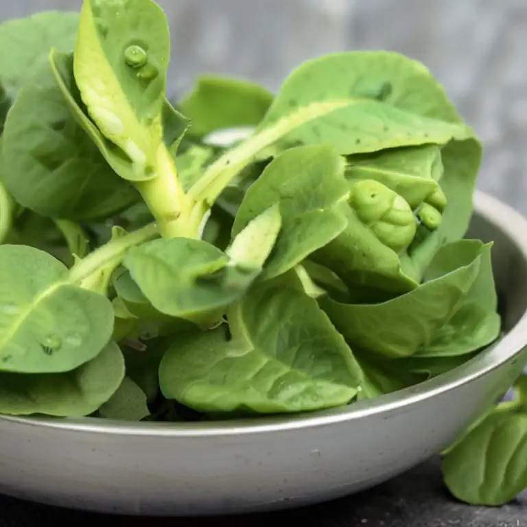 Les bienfaits nutritionnels de la mâche