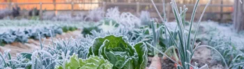 Faut-il s'inquiéter pour les cultures du potager avec le coup de froid qui sévit en France