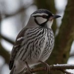 Les mésanges, alliées naturelles contre les chenilles et les moustiques