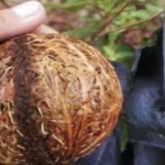 La Boule de Marcottage : Redécouvrez cette Technique Ancestrale