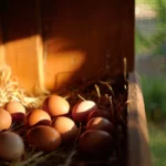 Conservation des œufs de poules : pilier de l’autonomie alimentaire